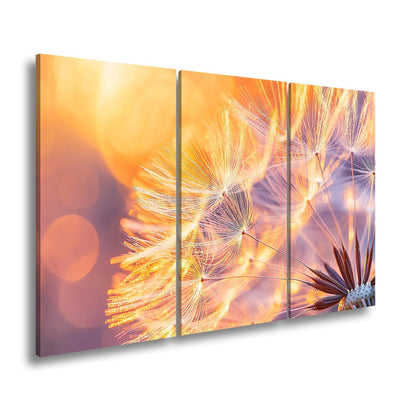 Leinwandbild Pusteblumenlicht tanzt im goldenen Glanz der Abendsonne. - deyoli