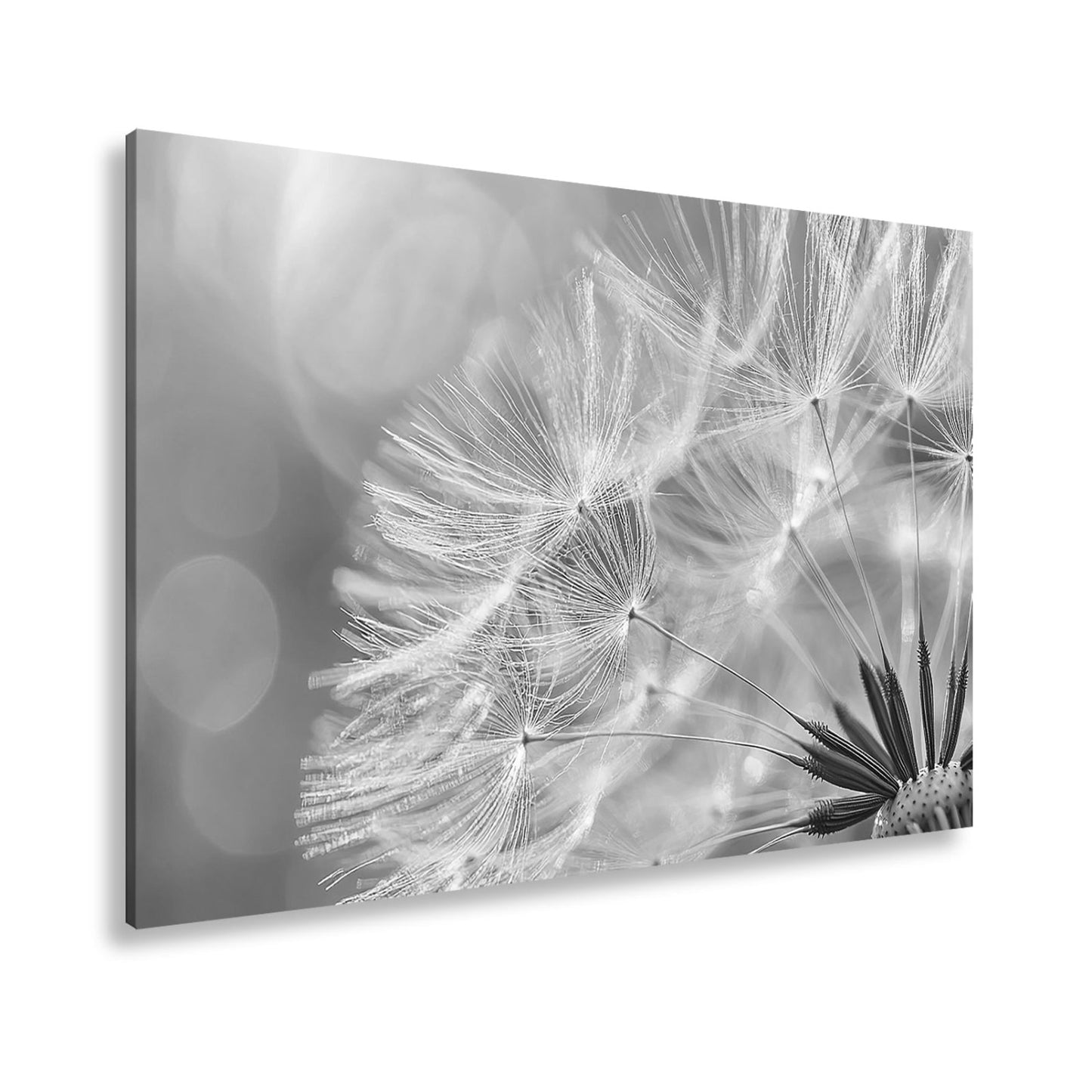 Leinwandbild Pusteblumenlicht tanzt im goldenen Glanz der Abendsonne. - deyoli