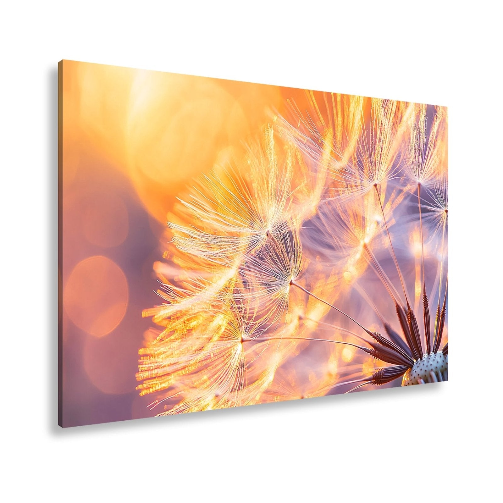Leinwandbild Pusteblumenlicht tanzt im goldenen Glanz der Abendsonne. - deyoli