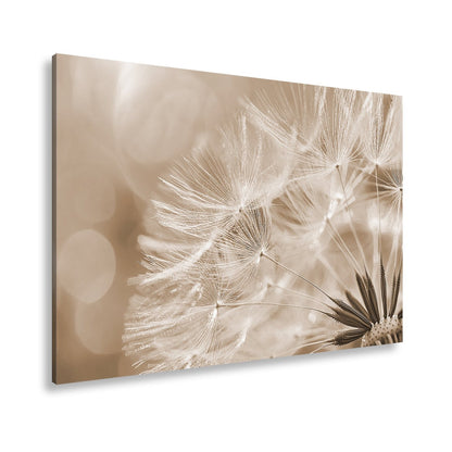 Leinwandbild Pusteblumenlicht tanzt im goldenen Glanz der Abendsonne. - deyoli