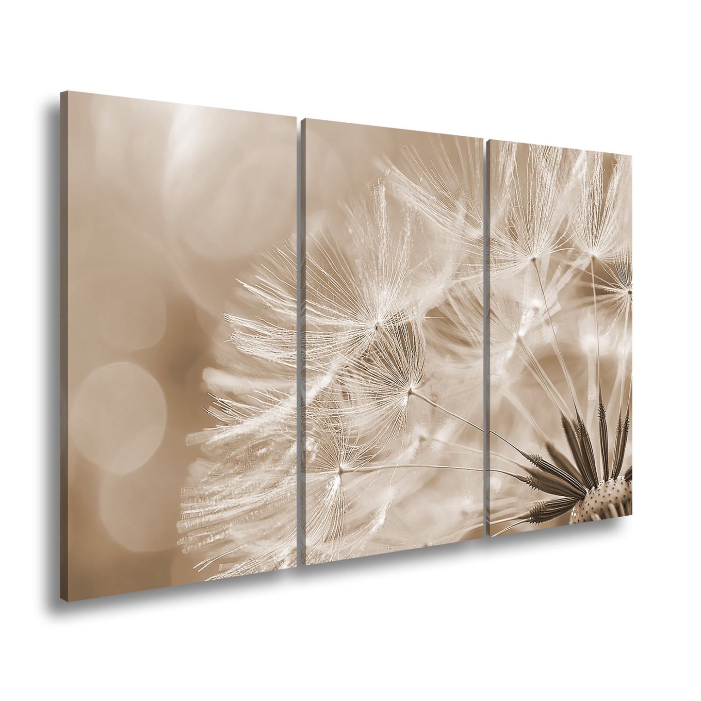 Leinwandbild Pusteblumenlicht tanzt im goldenen Glanz der Abendsonne. - deyoli