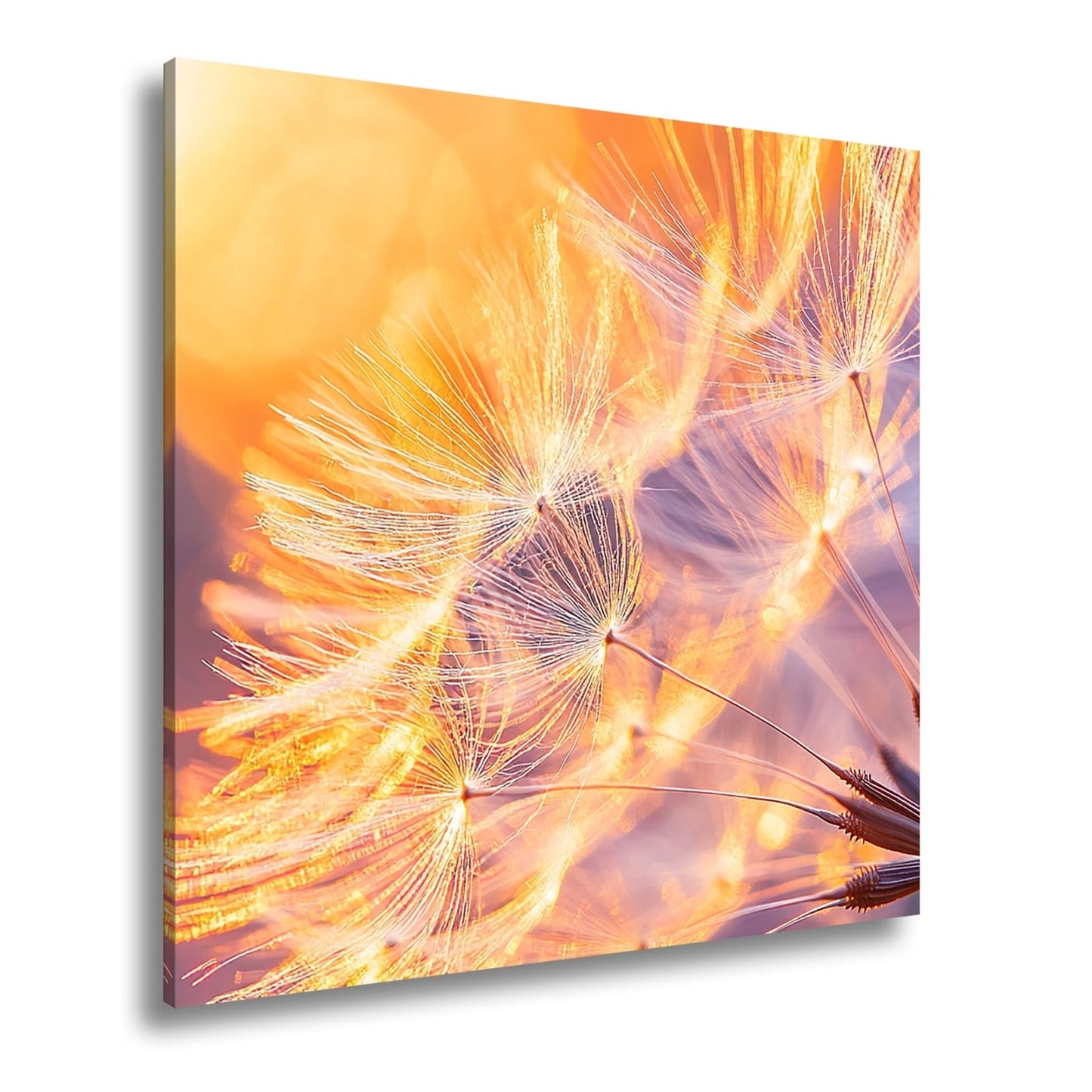 Leinwandbild Pusteblumenlicht tanzt im goldenen Glanz der Abendsonne. - deyoli