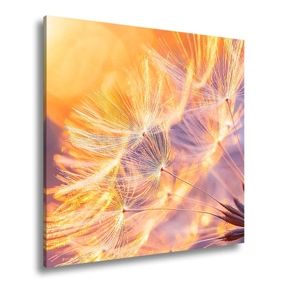 Leinwandbild Pusteblumenlicht tanzt im goldenen Glanz der Abendsonne. - deyoli