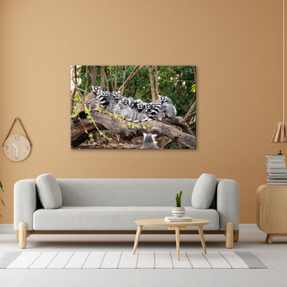 Leinwandbild Ringelschwanz - Lemuren kuscheln vereint auf altem Baumstamm - deyoli