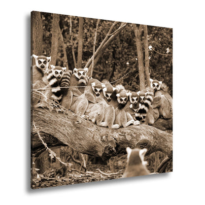 Leinwandbild Ringelschwanz - Lemuren kuscheln vereint auf altem Baumstamm - deyoli