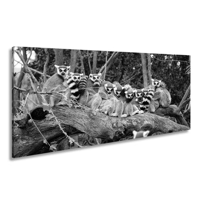 Leinwandbild Ringelschwanz - Lemuren kuscheln vereint auf altem Baumstamm - deyoli