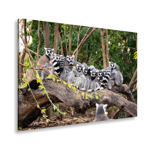 Leinwandbild Ringelschwanz - Lemuren kuscheln vereint auf altem Baumstamm - deyoli