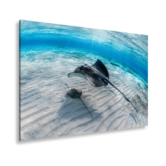 Leinwandbild Rochen schweben elegant – Klares Blau XXL Wandbild - deyoli