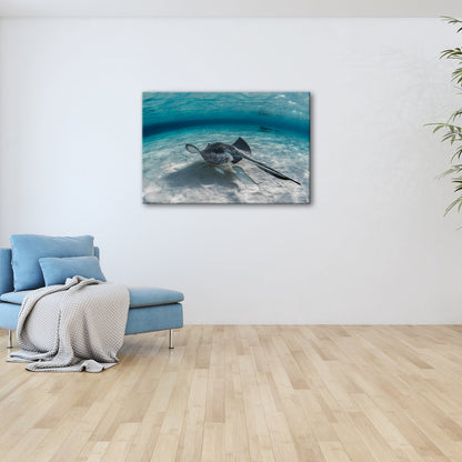 Leinwandbild Rochen XXL – Elegant gleitet über weißen Sand im klaren Ozean - deyoli