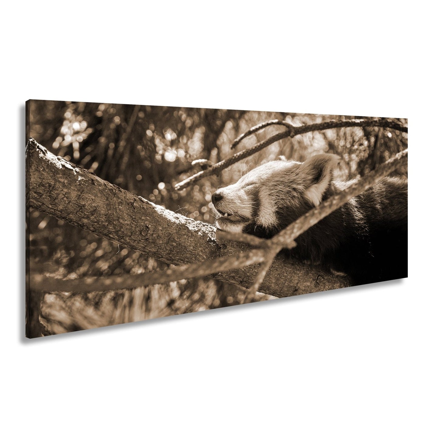 Leinwandbild Roter Panda im Baum XXL – Wandbild Wildtiere Schlafend - deyoli