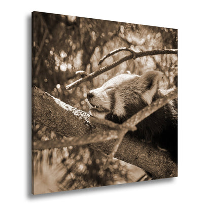 Leinwandbild Roter Panda im Baum XXL – Wandbild Wildtiere Schlafend - deyoli