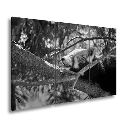 Leinwandbild Roter Panda im Baum XXL – Wandbild Wildtiere Schlafend - deyoli