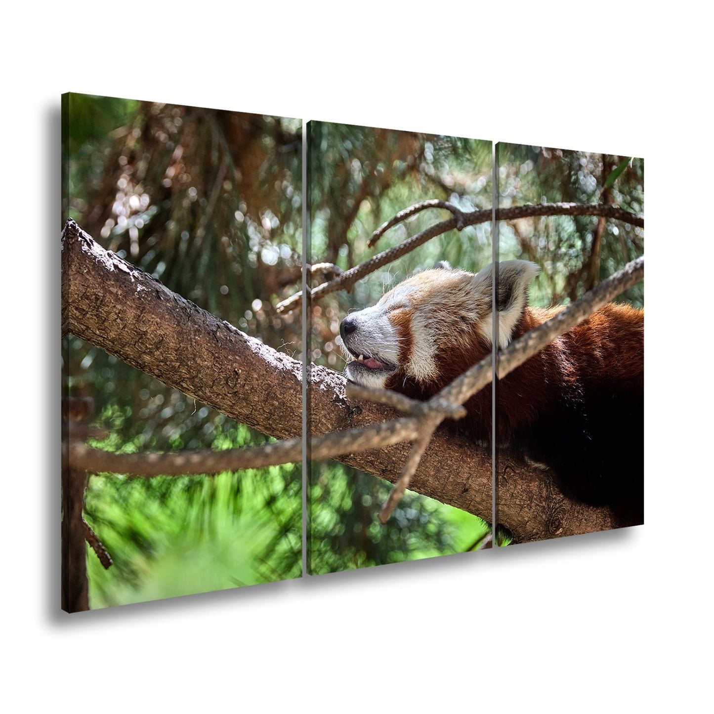 Leinwandbild Roter Panda im Baum XXL – Wandbild Wildtiere Schlafend - deyoli