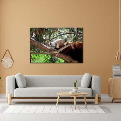 Leinwandbild Roter Panda im Baum XXL – Wandbild Wildtiere Schlafend - deyoli