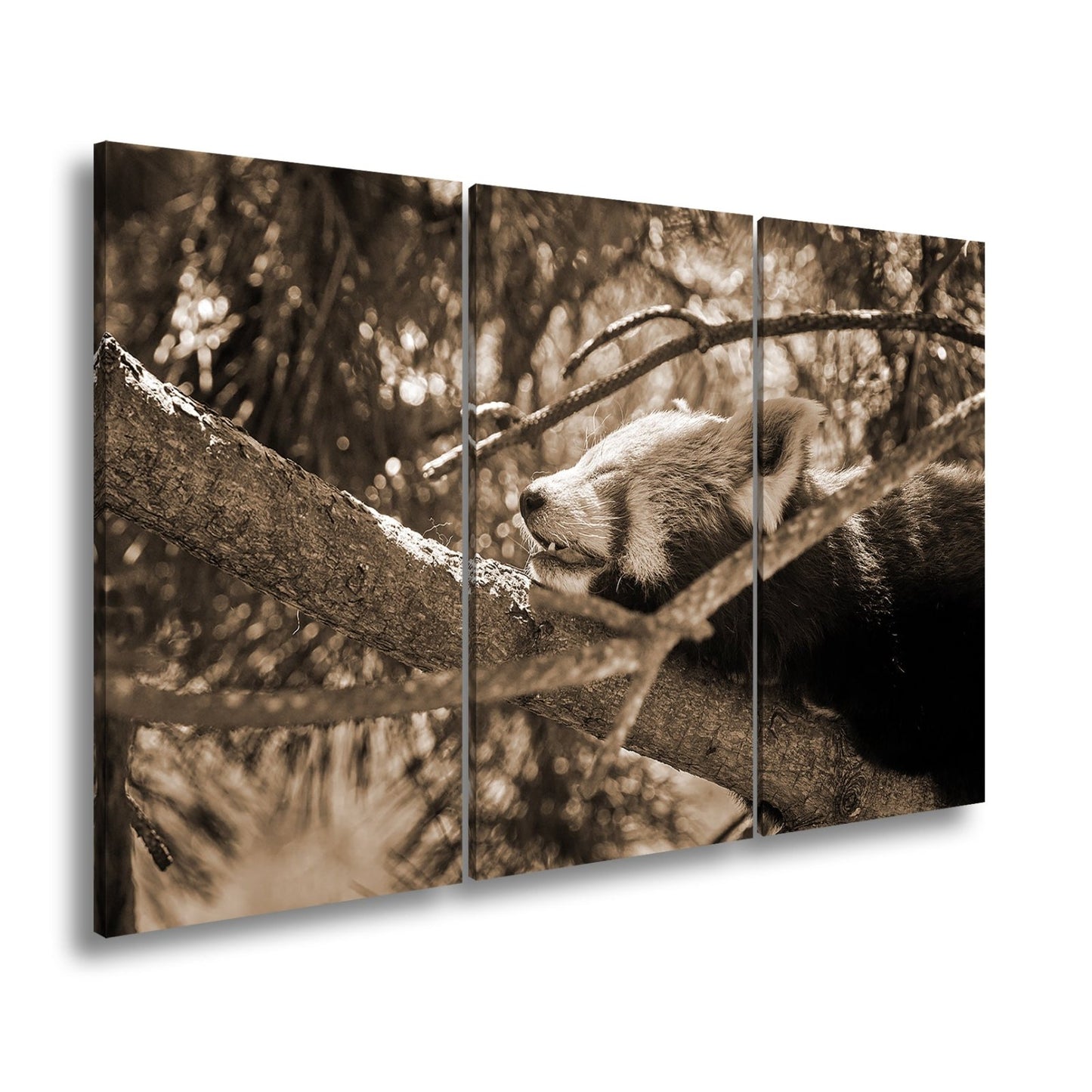 Leinwandbild Roter Panda im Baum XXL – Wandbild Wildtiere Schlafend - deyoli