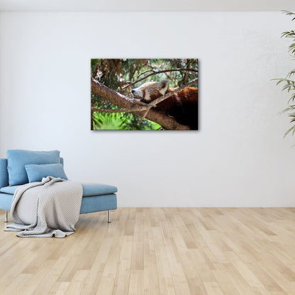 Leinwandbild Roter Panda im Baum XXL – Wandbild Wildtiere Schlafend - deyoli