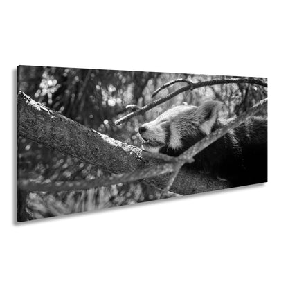 Leinwandbild Roter Panda im Baum XXL – Wandbild Wildtiere Schlafend - deyoli