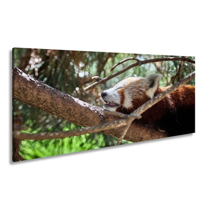 Leinwandbild Roter Panda im Baum XXL – Wandbild Wildtiere Schlafend - deyoli