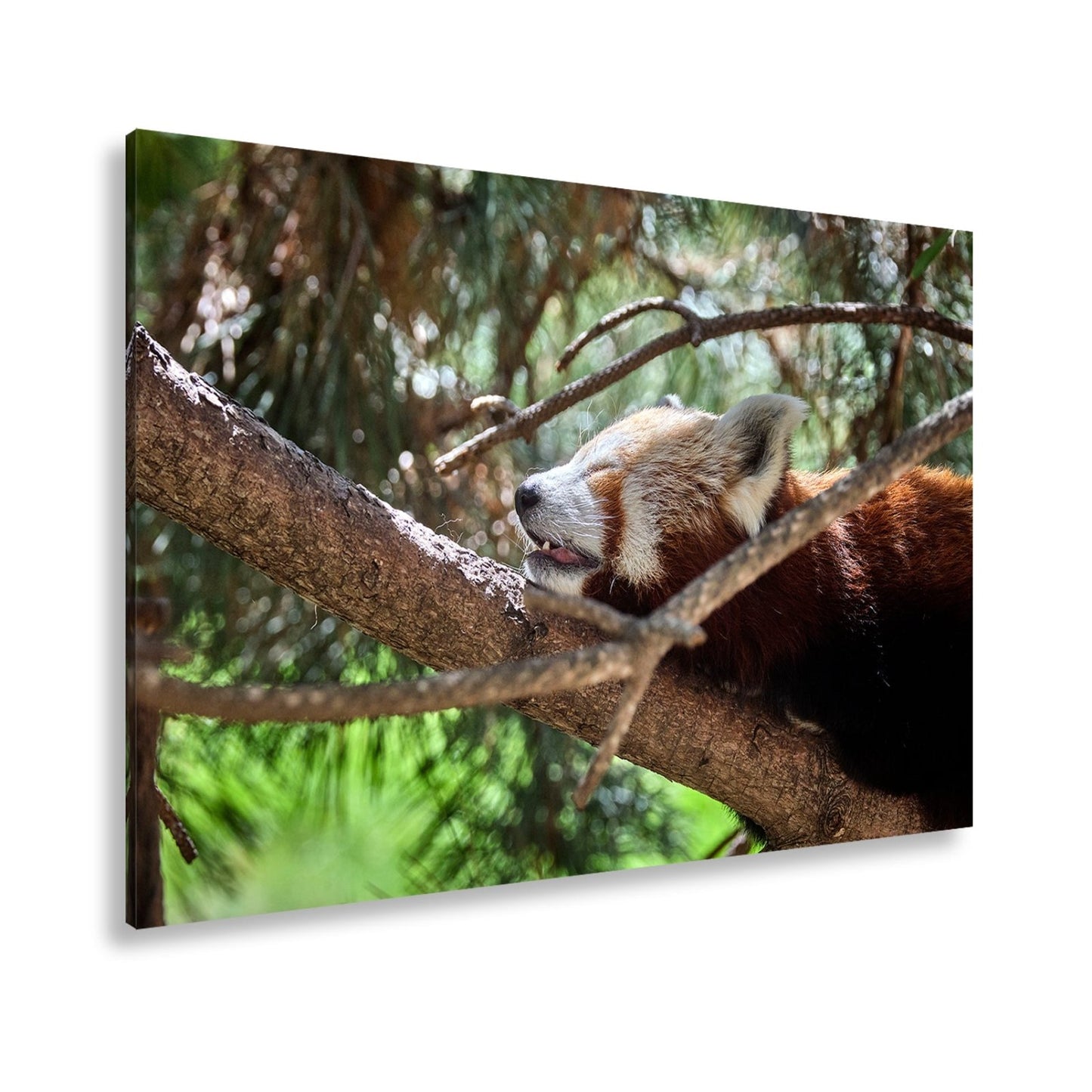 Leinwandbild Roter Panda im Baum XXL – Wandbild Wildtiere Schlafend - deyoli