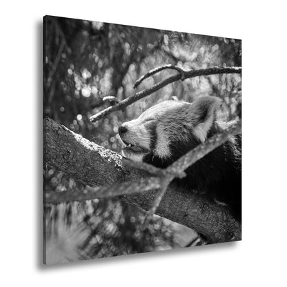 Leinwandbild Roter Panda im Baum XXL – Wandbild Wildtiere Schlafend - deyoli