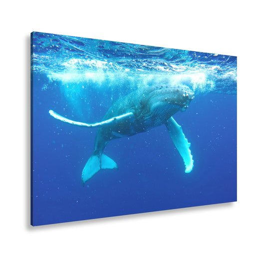 Leinwandbild Sanfter Riese gleitet durch tiefblaues Meer - deyoli