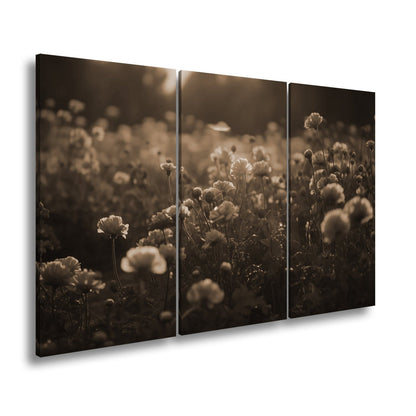 Leinwandbild Sanftes Licht küsst ein Feld aus buttergelben Blumen. - deyoli