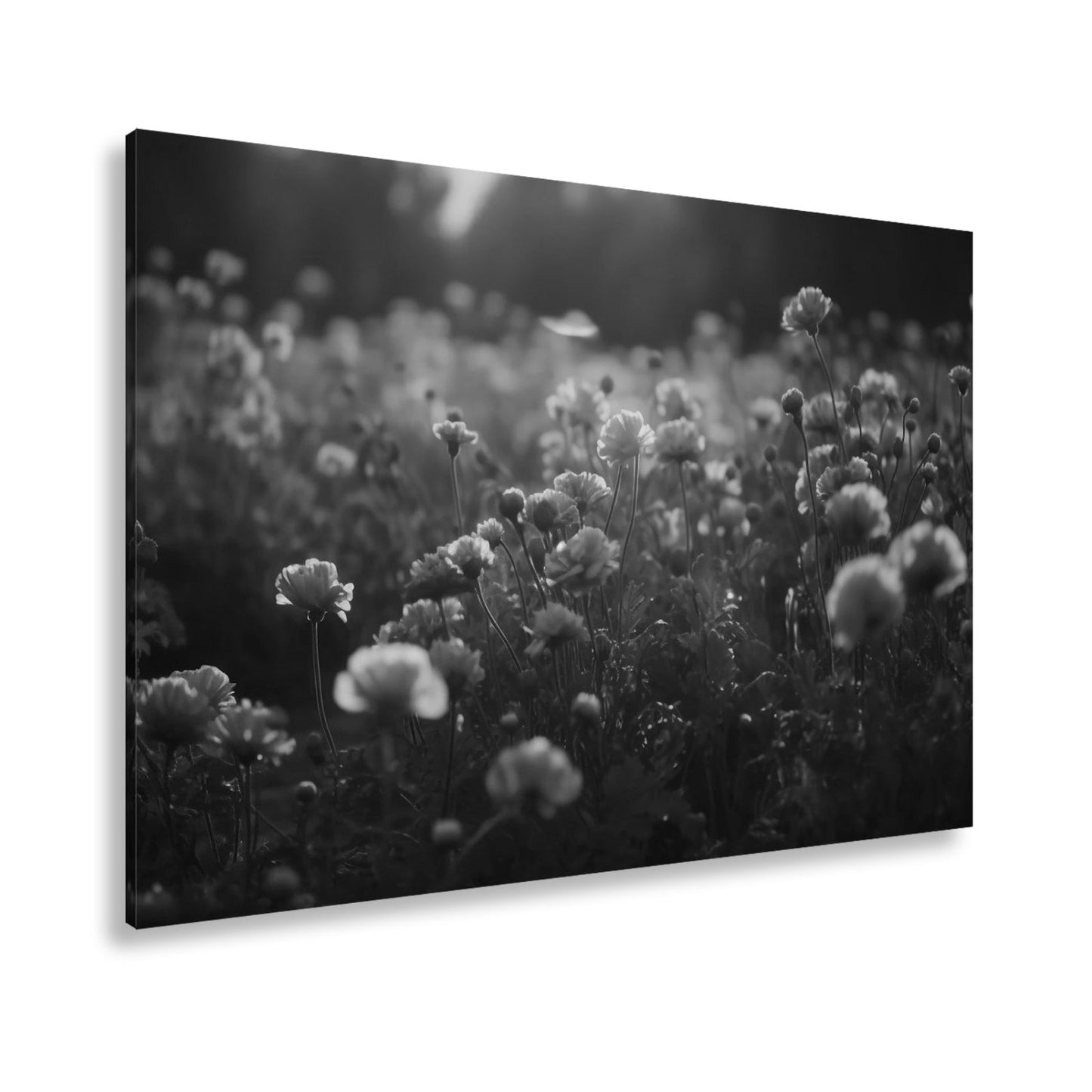 Leinwandbild Sanftes Licht küsst ein Feld aus buttergelben Blumen. - deyoli