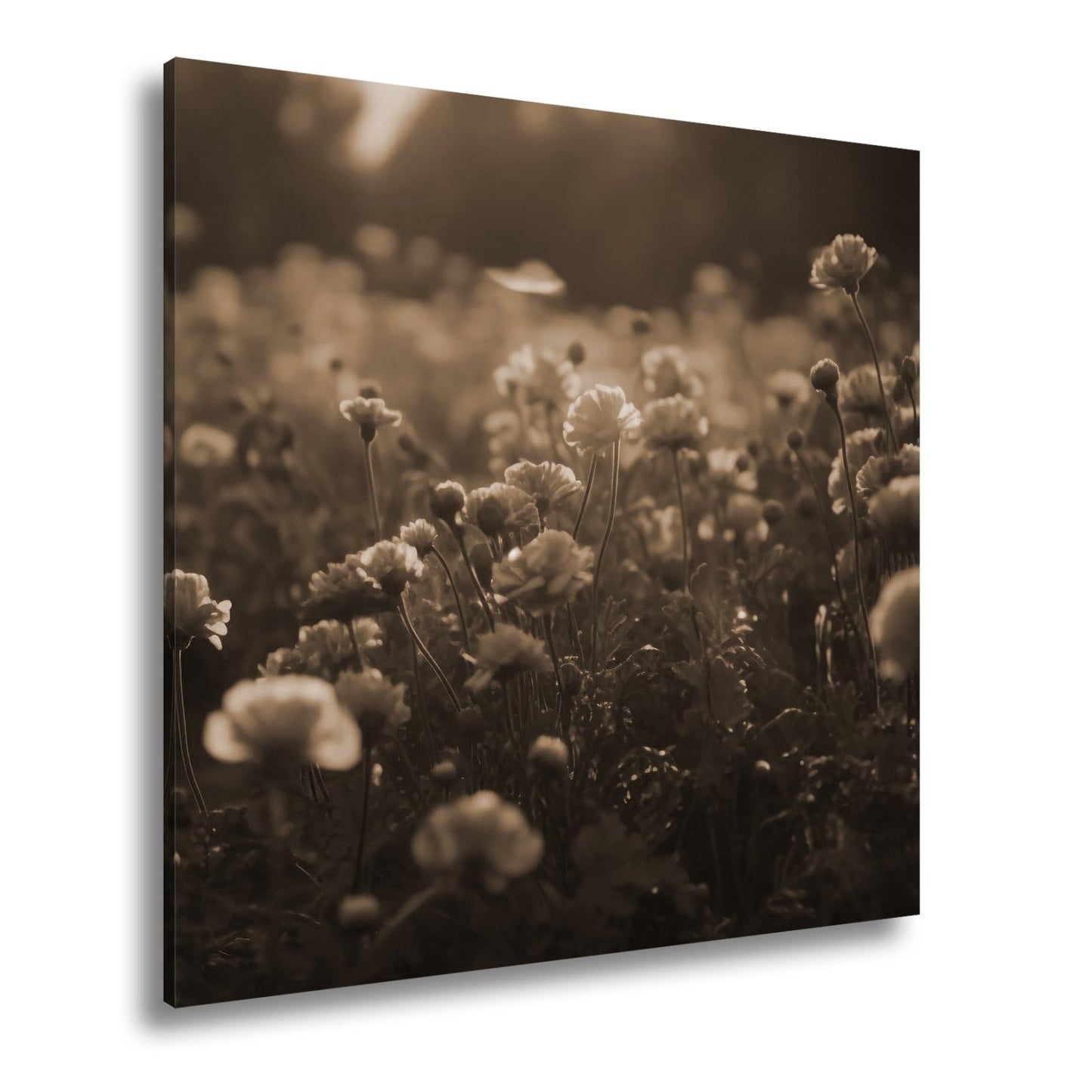 Leinwandbild Sanftes Licht küsst ein Feld aus buttergelben Blumen. - deyoli