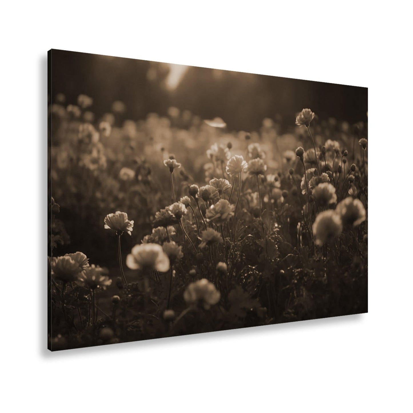 Leinwandbild Sanftes Licht küsst ein Feld aus buttergelben Blumen. - deyoli
