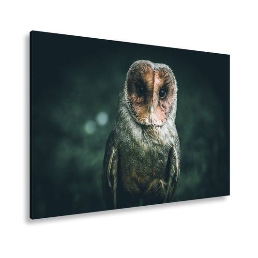 Leinwandbild Schatten der Weisheit – geheimnisvolle Eule im Zwielicht. - deyoli