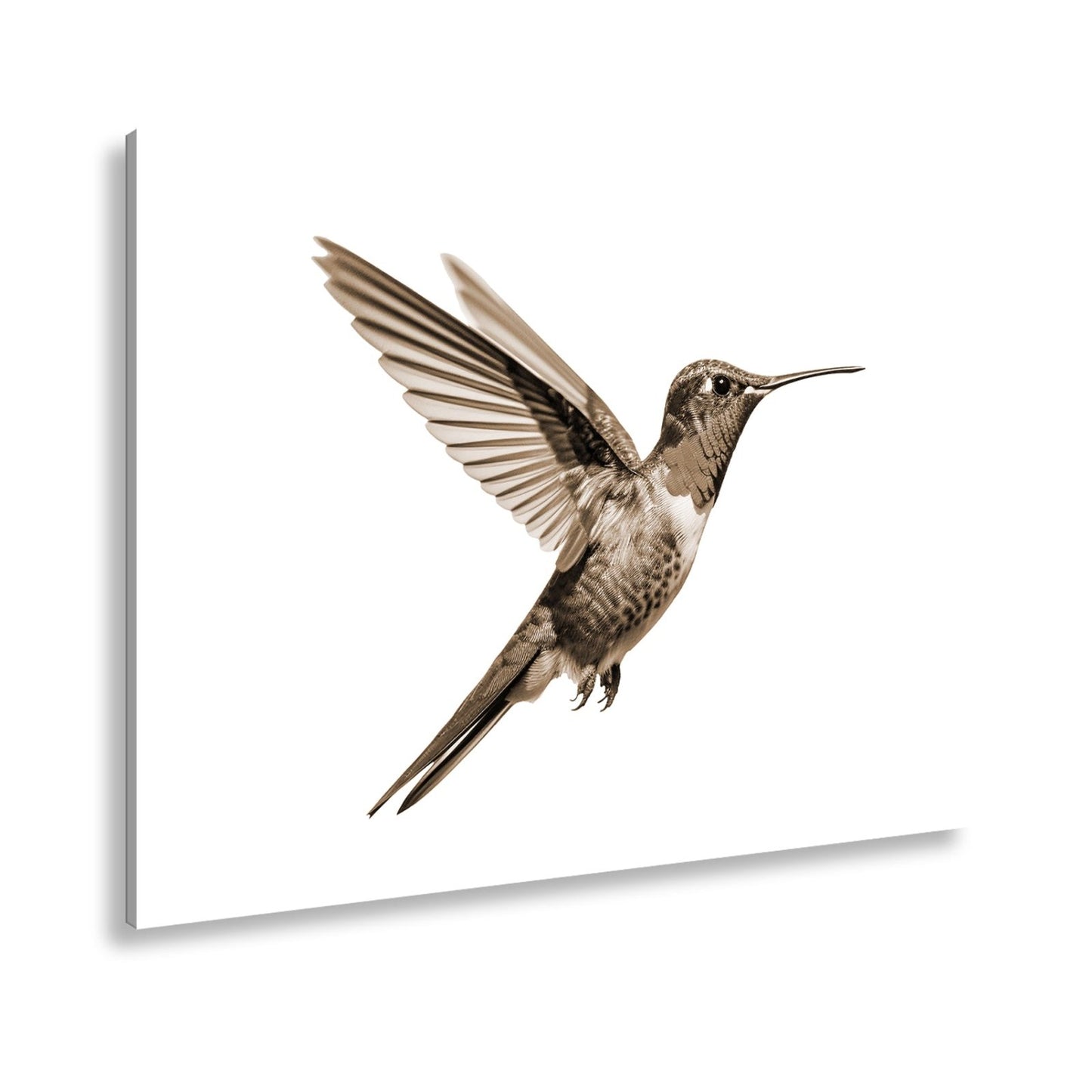 Leinwandbild Schillernder Kolibri in eleganter Flugpose - deyoli