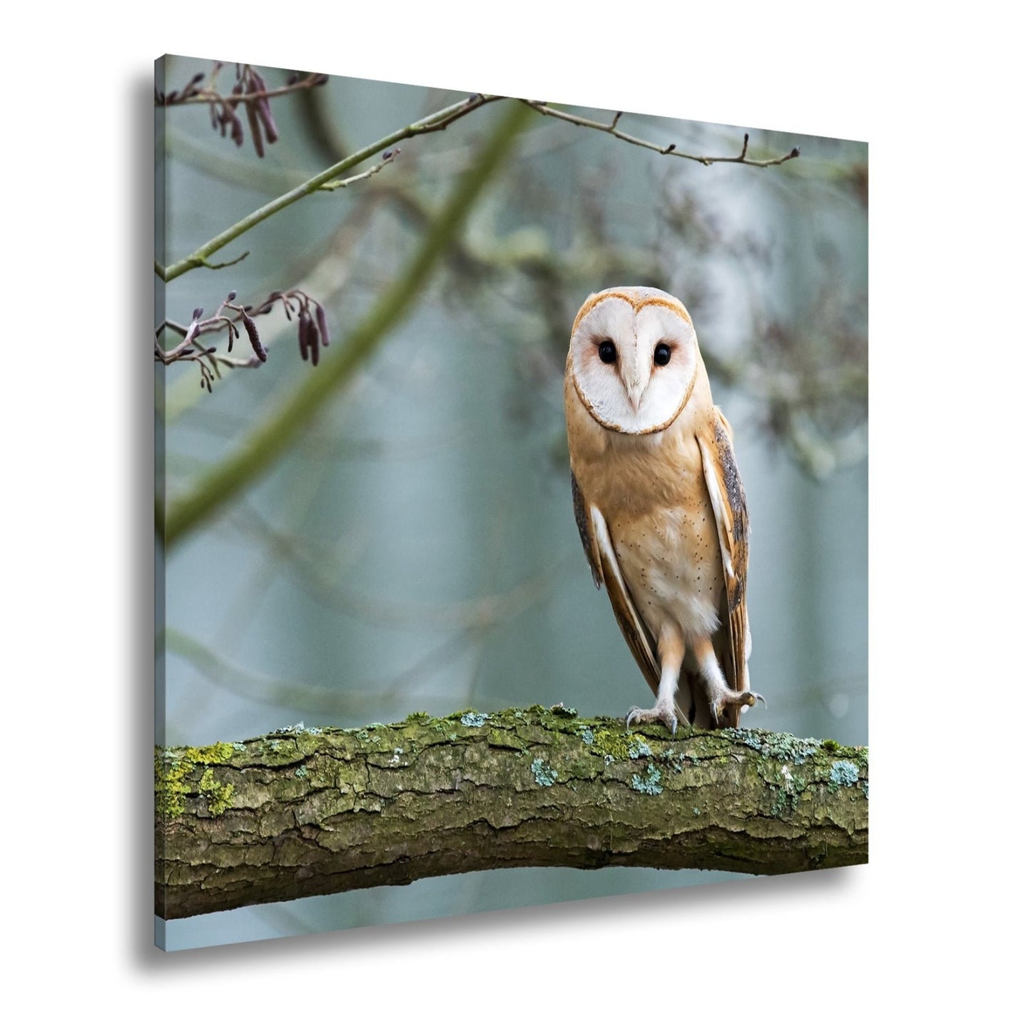 Leinwandbild Schleiereule Portrait – Stille Weisheit Vogel XXL Canvas - deyoli