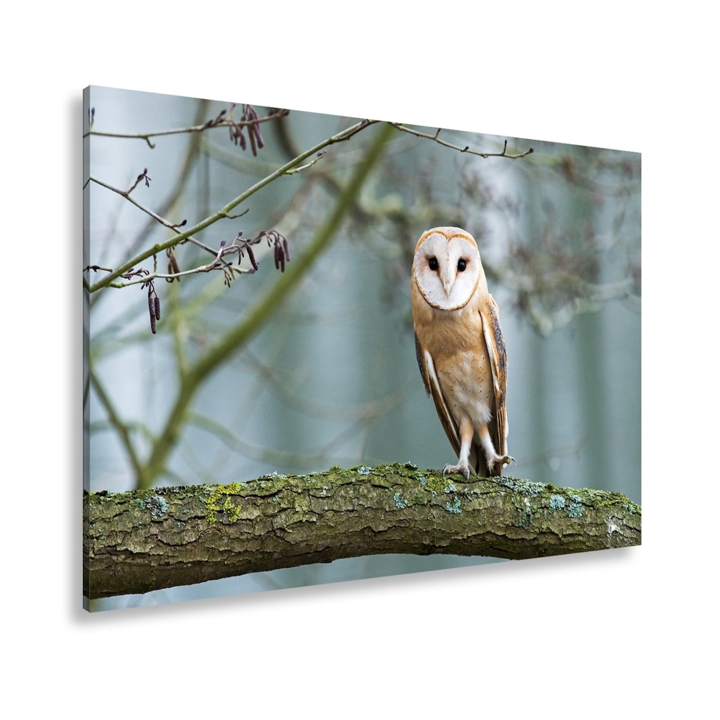 Leinwandbild Schleiereule Portrait – Stille Weisheit Vogel XXL Canvas - deyoli