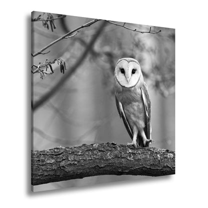 Leinwandbild Schleiereule Portrait – Stille Weisheit Vogel XXL Canvas - deyoli