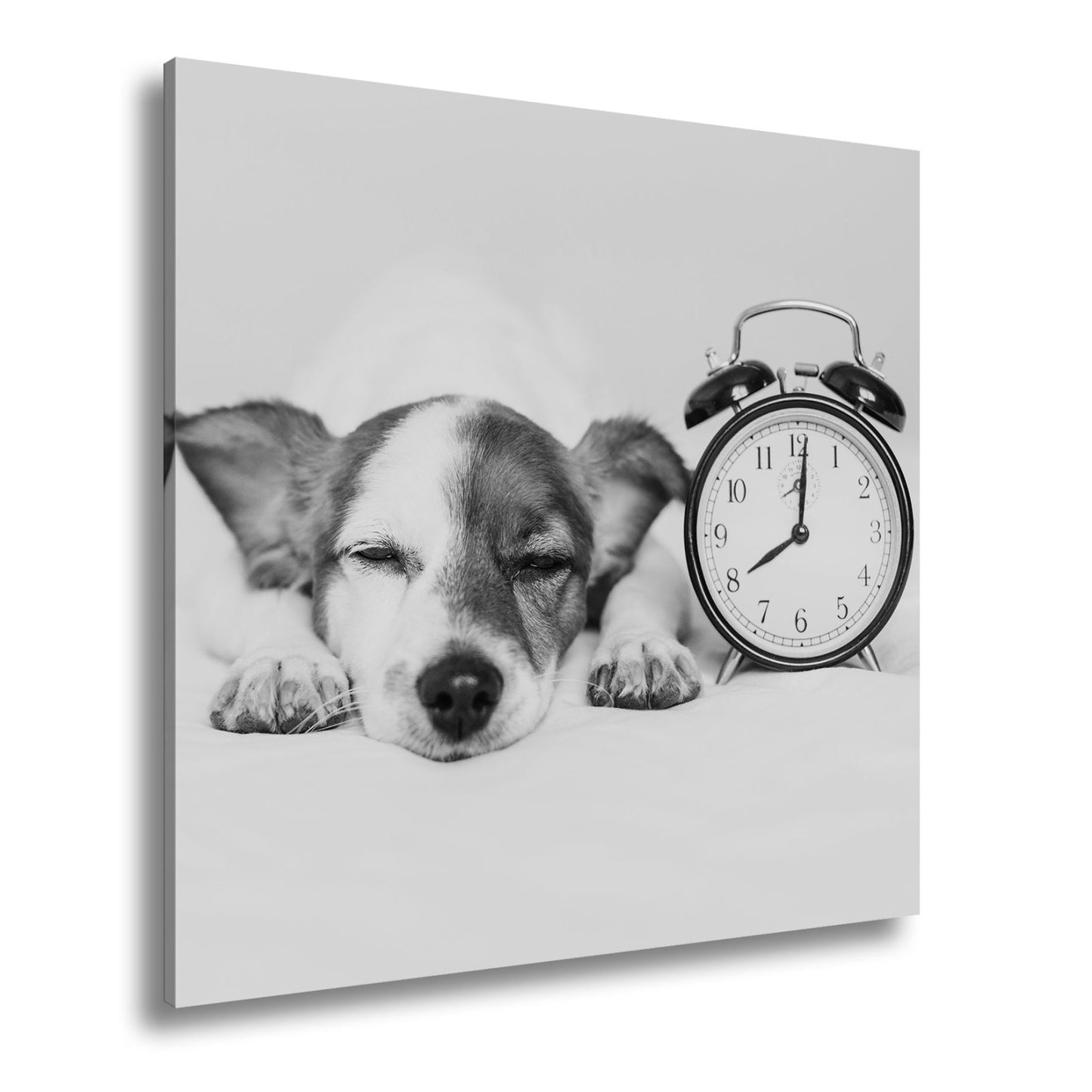 Leinwandbild Schlummerzeit – Hund träumt neben dem Wecker. - deyoli