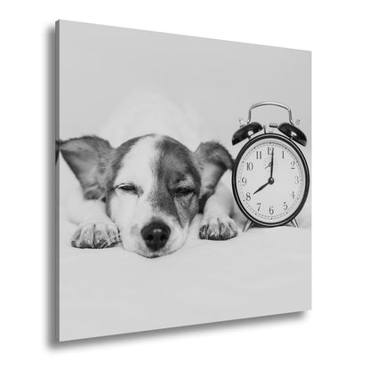 Leinwandbild Schlummerzeit – Hund träumt neben dem Wecker. - deyoli
