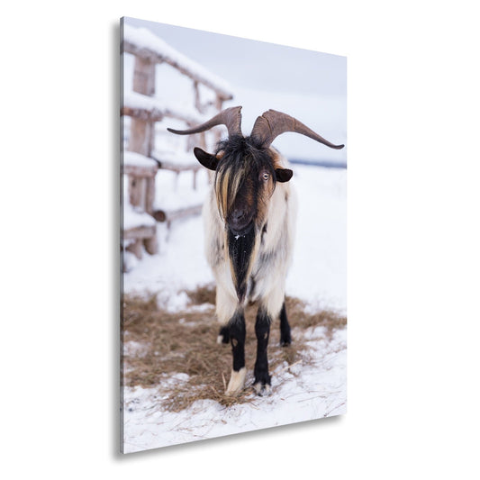Leinwandbild Schneebedeckte Eleganz – Ziege mit majestätischer Mähne. - deyoli