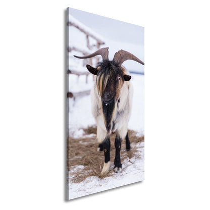 Leinwandbild Schneebedeckte Eleganz – Ziege mit majestätischer Mähne. - deyoli