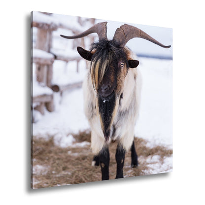 Leinwandbild Schneebedeckte Eleganz – Ziege mit majestätischer Mähne. - deyoli