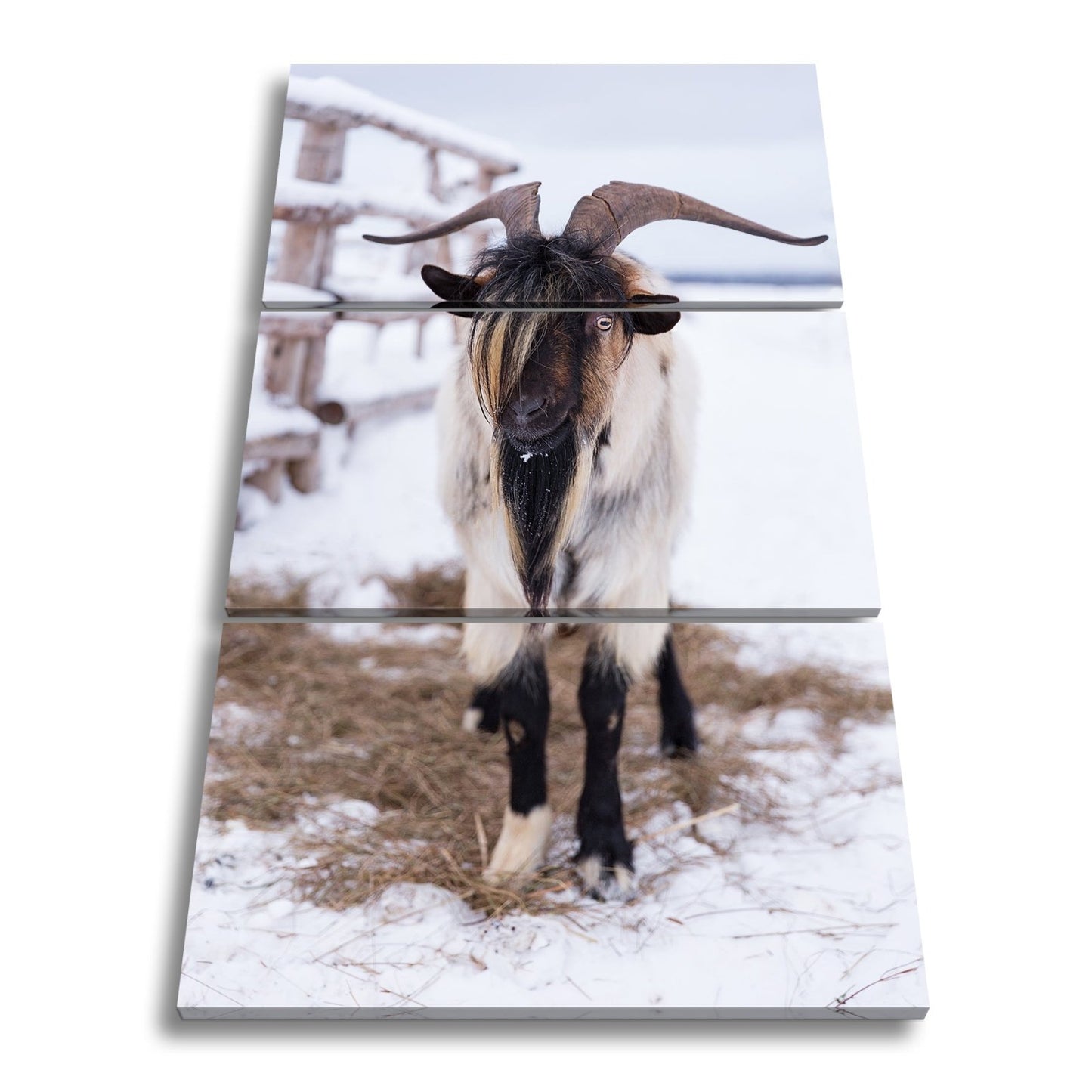 Leinwandbild Schneebedeckte Eleganz – Ziege mit majestätischer Mähne. - deyoli