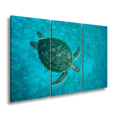 Leinwandbild Schwebend gleitet sie durch die Tiefe des blauen Ozeans. - deyoli