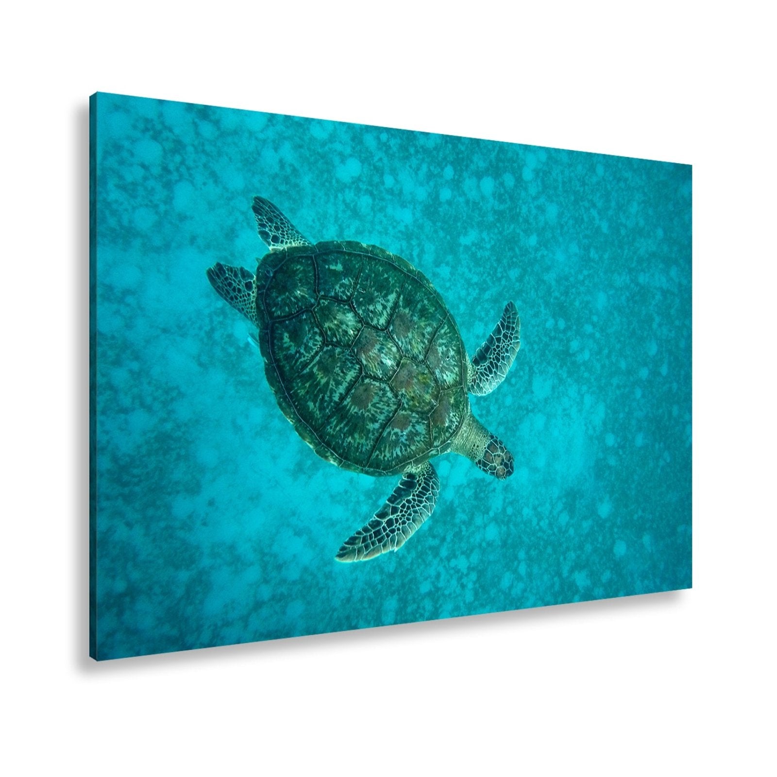 Leinwandbild Schwebend gleitet sie durch die Tiefe des blauen Ozeans. - deyoli