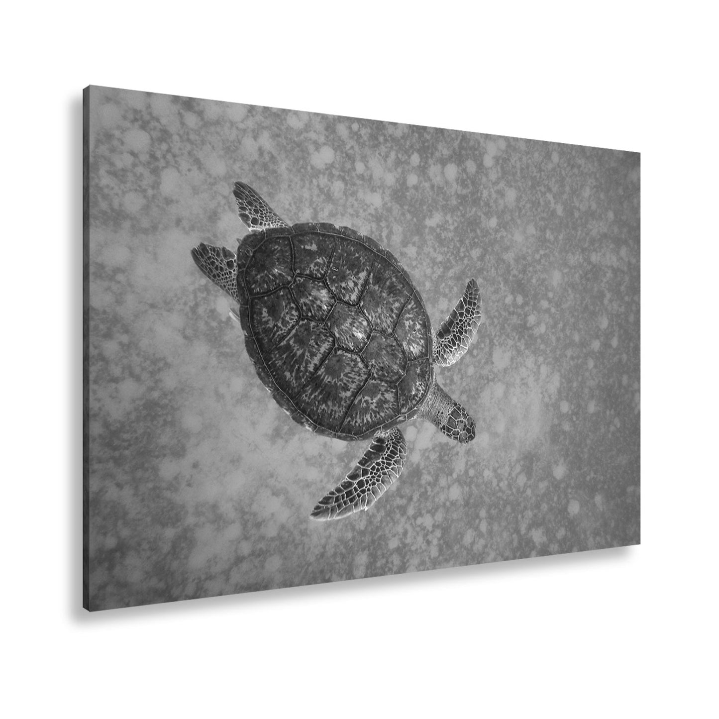 Leinwandbild Schwebend gleitet sie durch die Tiefe des blauen Ozeans. - deyoli