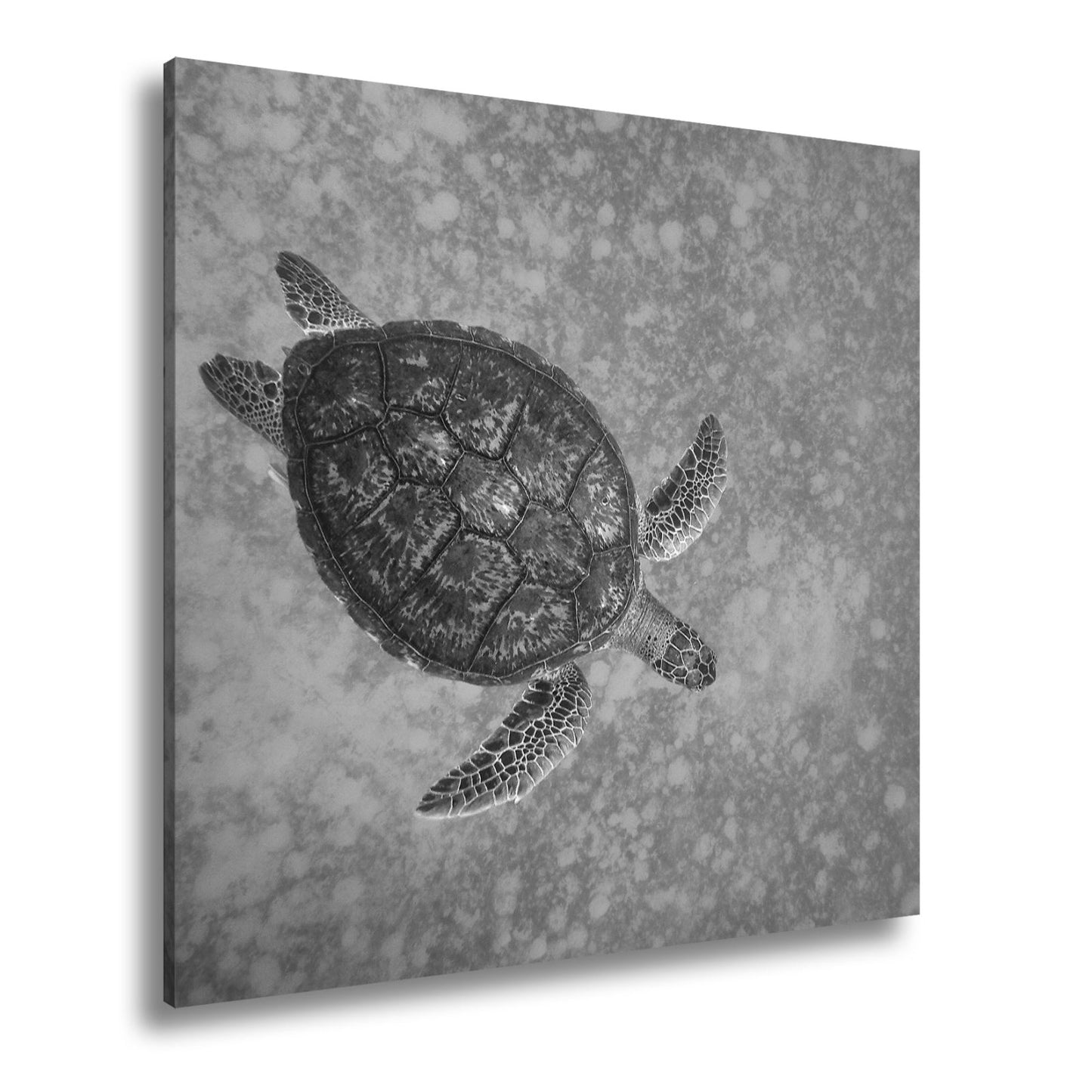 Leinwandbild Schwebend gleitet sie durch die Tiefe des blauen Ozeans. - deyoli