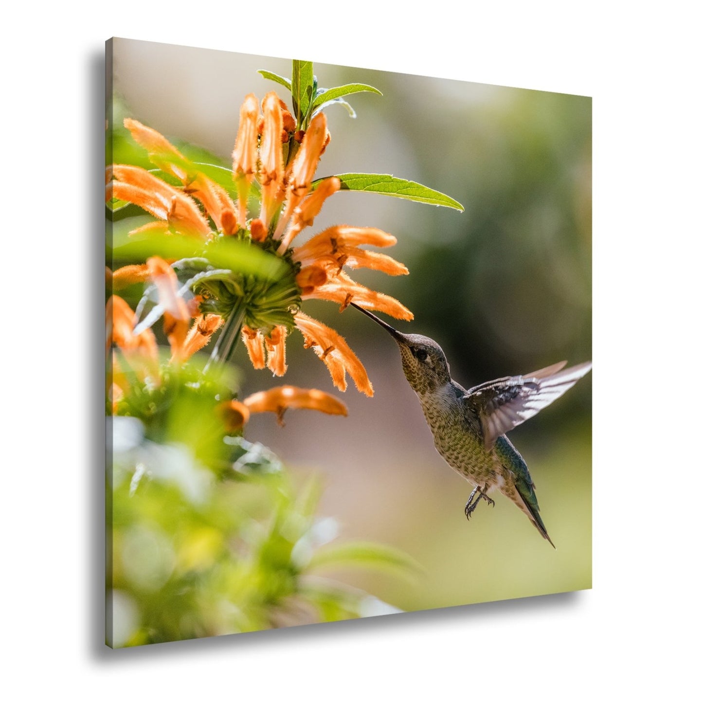 Leinwandbild Schwebend zart – Kolibri küsst Blüte im Sonnenlicht - deyoli