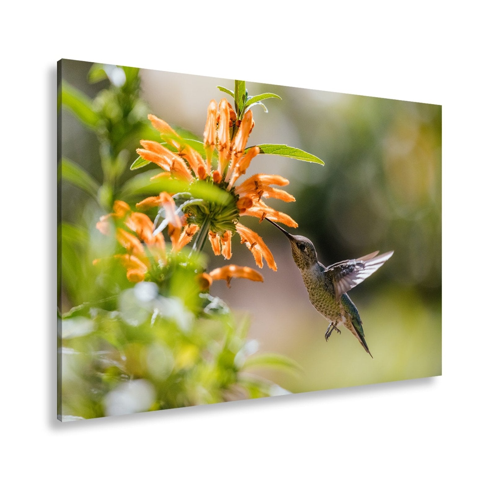 Leinwandbild Schwebend zart – Kolibri küsst Blüte im Sonnenlicht - deyoli