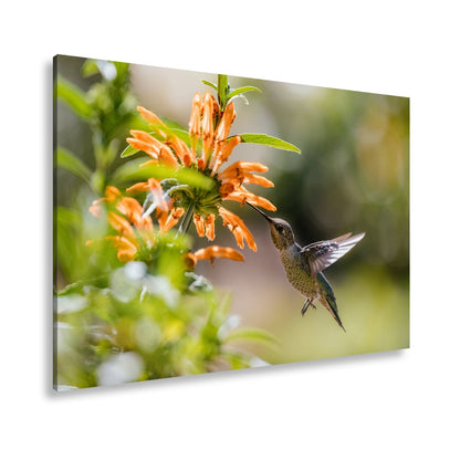 Leinwandbild Schwebend zart – Kolibri küsst Blüte im Sonnenlicht - deyoli