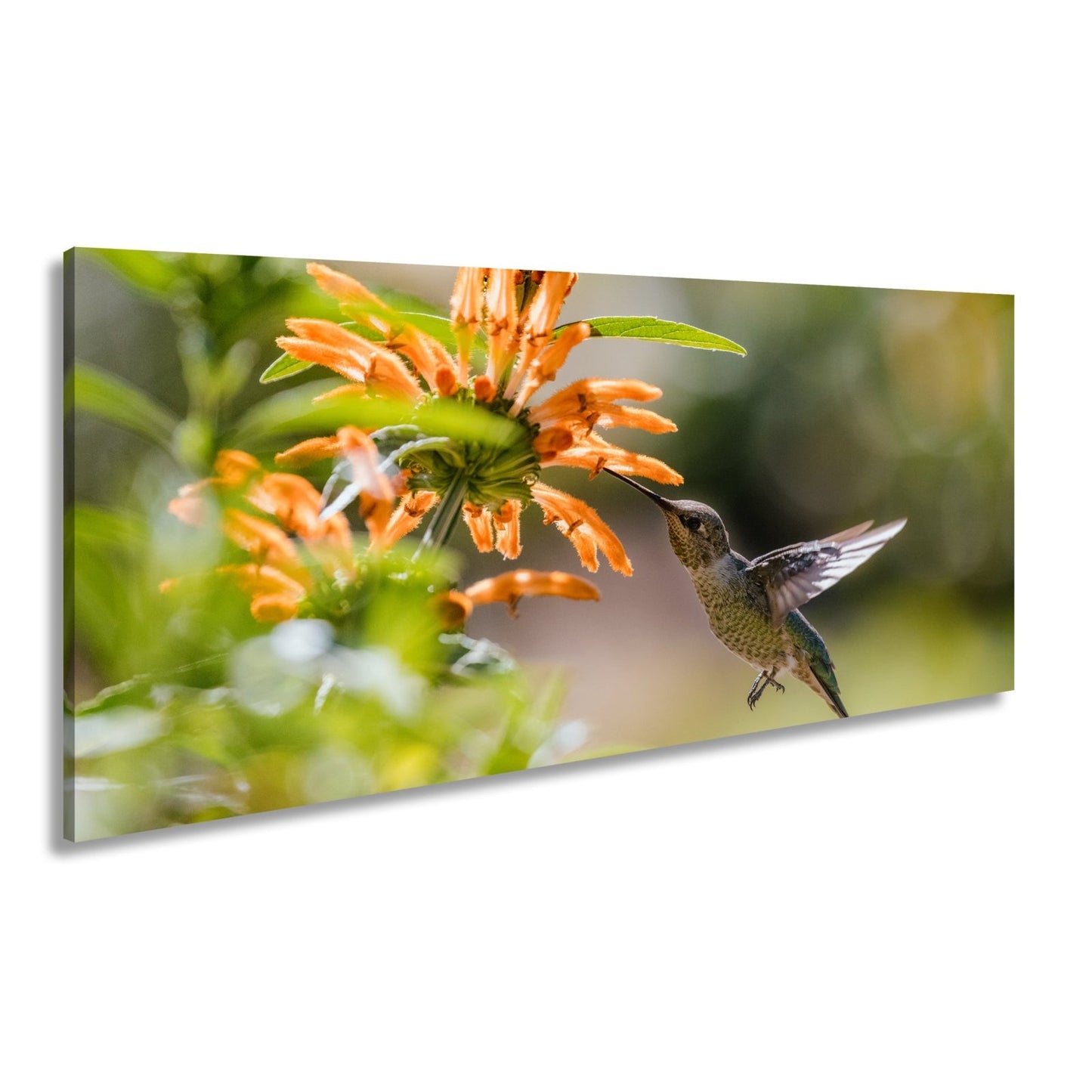 Leinwandbild Schwebend zart – Kolibri küsst Blüte im Sonnenlicht - deyoli