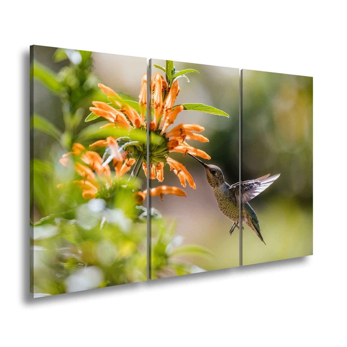 Leinwandbild Schwebend zart – Kolibri küsst Blüte im Sonnenlicht - deyoli