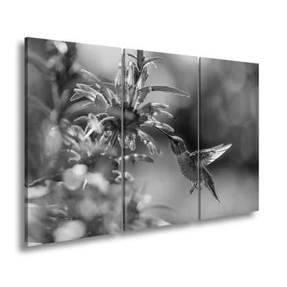 Leinwandbild Schwebend zart – Kolibri küsst Blüte im Sonnenlicht - deyoli